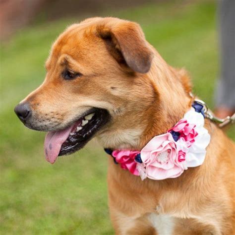 10 Diy Dog Collars And Leashes Flower Dog Collar Wedding Wedding Dog