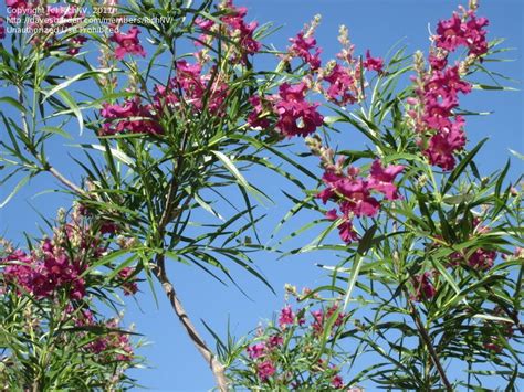 Martha Petrussen Flowering Desert Trees Shrubs Wendys Hat Flowering