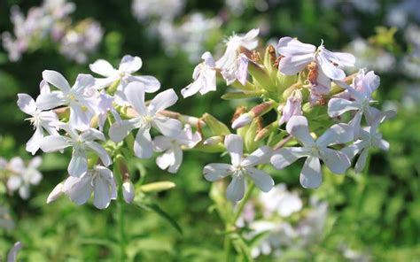 Soapwort How To Plant Grow And Care For The Flowering Beauty Utopia