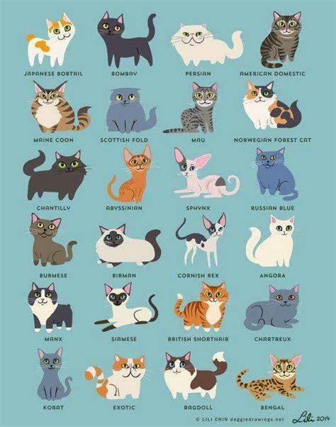 Check spelling or type a new query. Cat Breeds Chart | Cute Cat Pics | Pinterest | Cat, Animal and Ragdoll cats