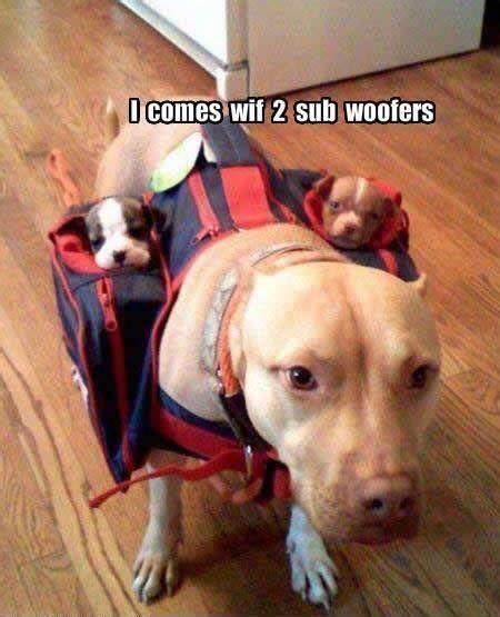 Omg Pit Bulls Are So Cute Dog Jokes Funny Dog Memes Funny Animal