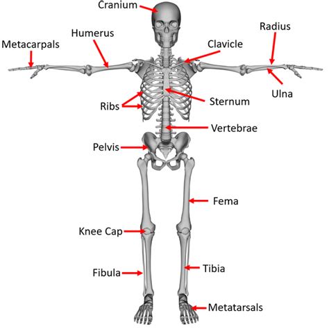 Skeletal System Key Stage Wiki