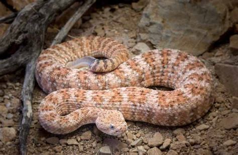 Venomous Snakes Of Utah Krebs Creek