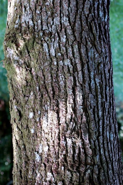 American Elm Tree Bark