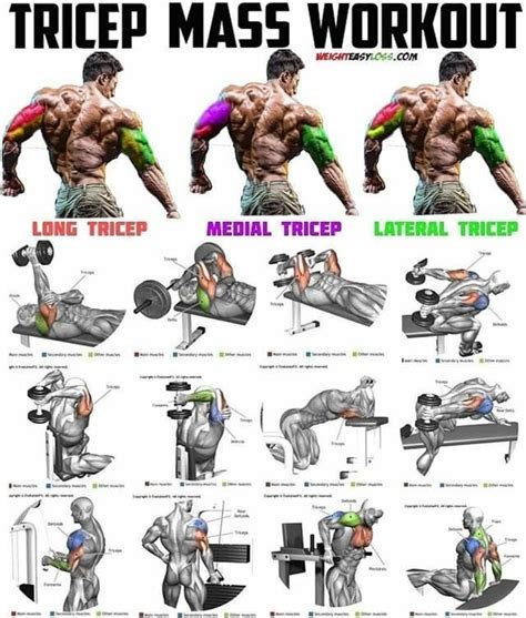 Tricep Mass Training Bicep And Tricep Workout Tricep Workout Gym