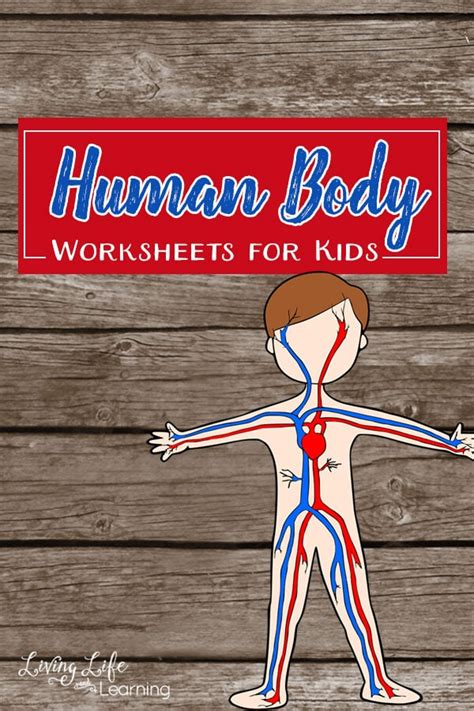 These include the heart, brain, kidneys, liver and lungs. Human Body Worksheets for Kids