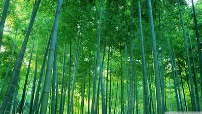 Bamboo Forest Wallpapers 4k Desktop Background Con