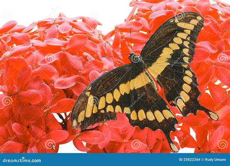 Farfalla Gigante Di Swallowtail Fotografia Stock Immagine Di Fiore