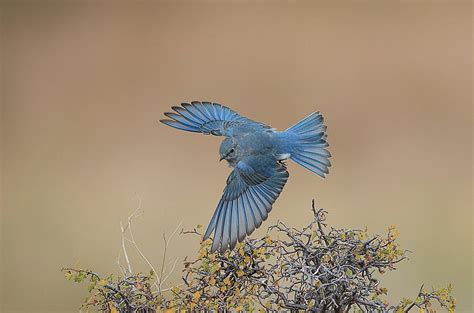 Bluebird Flight Photograph By Kelly Walkotten Fine Art America