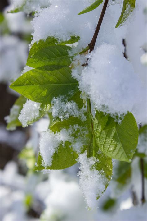 무료 이미지 나무 자연 분기 잎 서리 봄 녹색 생기게 하다 눈이 내리는 식물학 플로라 시즌 닫다