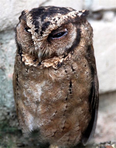 11 Javan Scops Owl Otus Angelinae Native To Indonesia