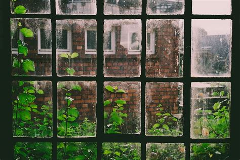Hd Wallpaper Window View Of Green Leafed Plants Across Building Black