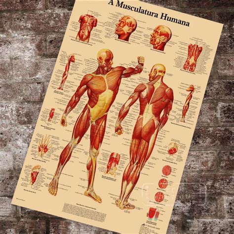 Anatomy Pathology Anatomical The Human Muscle Chart Classic Canvas
