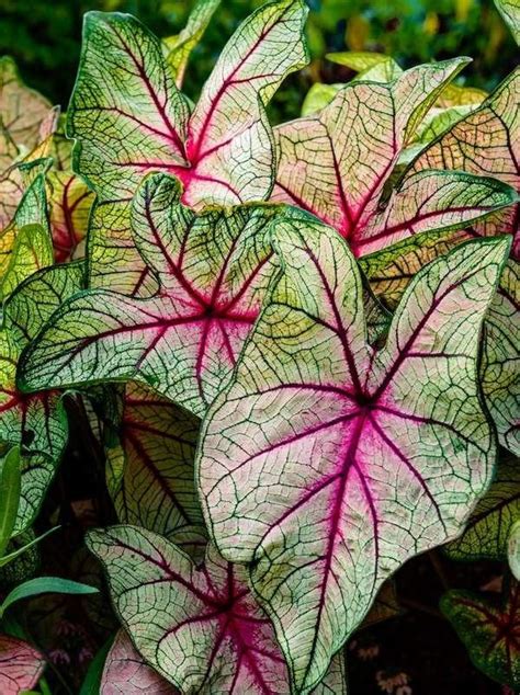 Shade Plants 10 Plants That Dont Need Sun Bob Vila