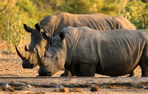 24 Bangkai Badak Sumbu Ditemui Di Afrika Selatan Hanya Dalam Masa 2