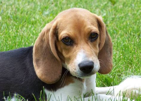 55 Very Cute Beagle Dog Images Pictures And 4k Wallpaper Picsmine