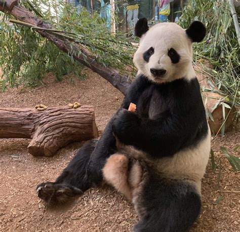 Panda Updates Monday February 7 Zoo Atlanta