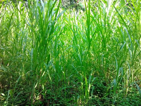 Cara penggunaan herbisida (racun rumput) ini banyak. 25+ Macam-macam Rumput Liar dan Hias Paling Banyak Dicari