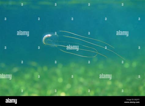 Caribbean Box Jellyfish Tripedalia Cystophora With A Dead Fish In Its