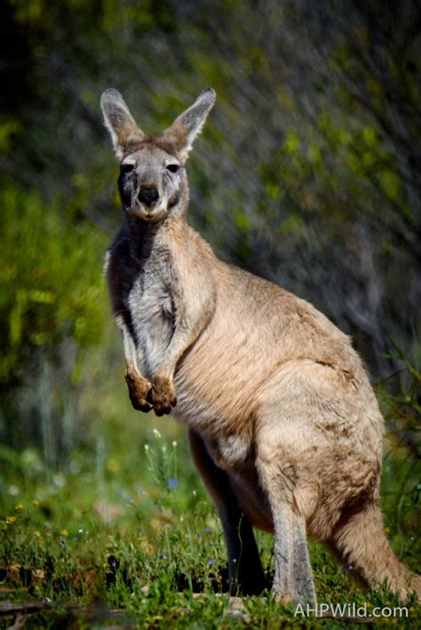 Common Wallaroo Ahp Wild