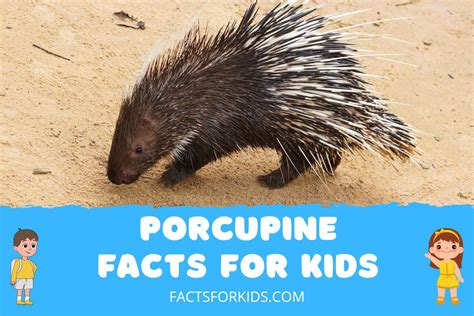 17 Porcupine Facts For Kids To Quill Up Your Knowledge Facts For Kids