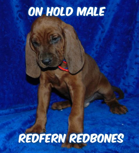 Redbone Coonhound Puppies For Sale Valley Lake Road Mount Pleasant