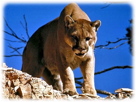 Ein weiteres bild von puma tier ausmalbilder: Krafttier Puma - Eigenwilliger Einzelgänger