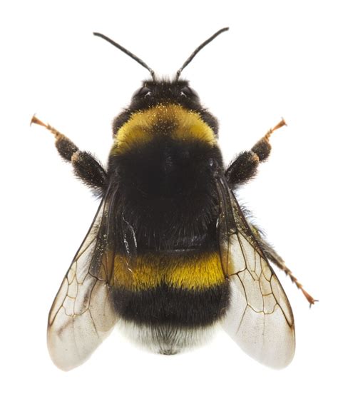 Bumblebee Bumble Bee Bee Photo Insect Photography