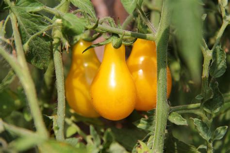 Heirloom Tomato Yellow Pear Seeds