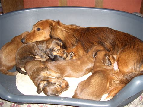 Dog in appleton, wi appleton, wi. File:Dachshund puppies.jpg - Wikimedia Commons