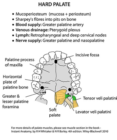 Instant Anatomy Head And Neck Areasorgans Mouth Hard Palate
