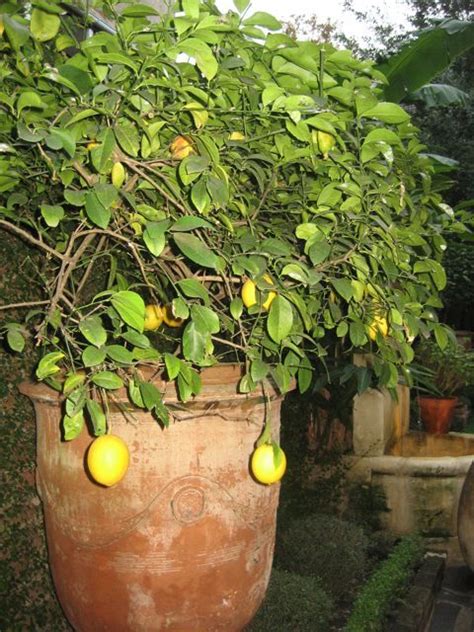 Planter And Lemon Tree Planters Lemon Tree Planter Pots
