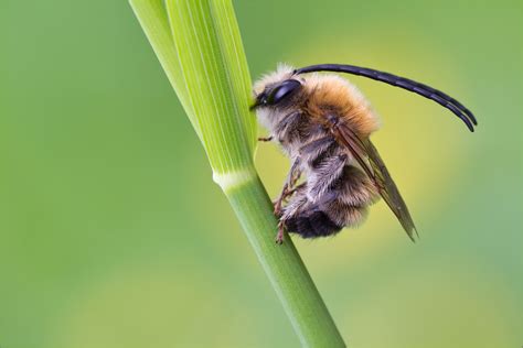 Wer gehört zu der gruppe? Langhornbiene (Forum für Naturfotografen)