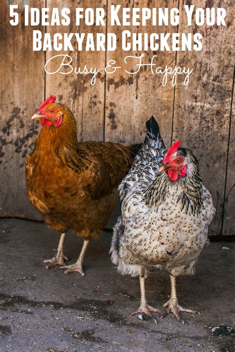 See more ideas about chickens, chickens backyard, chicken coop. 5 Ideas to Keep Your Backyard Chickens Busy - Happy Mothering
