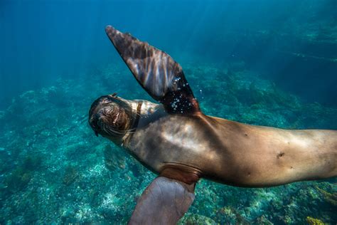 Sea Lion Selfie Sean Crane Photography