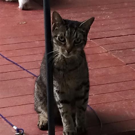 Found missing cats near me. Katherine Rose‎CT Lost Pets 19 hrs near Windham, CT ...