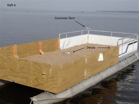Dealing with risk is often a part of the experience. Lake Puckaway: Common Tern Nesting Rafts