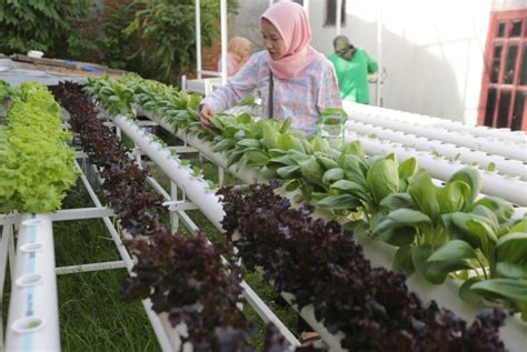 lengkap  menanam sayuran hidroponik  mudah supplier produk