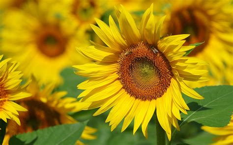It has different elements of high medicinal value this unique honey is collected by bees from beautiful flowering plants like litchi, orange, lemon, mustard and eucalyptus which contains glucose. Best Collection Of Honey Bees Wallpapers For Android | Top ...