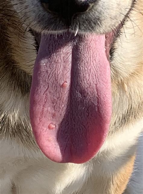 Bumps On 7 Month Puppies Tongue Puppy Forum And Dog Forums