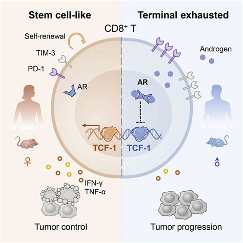 androgen receptor mediated cd8 t cell stemness programs drive sex differences in antitumor