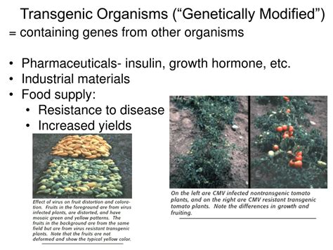 What is a genetically modified organism? PPT - Genetic Engineering and Cloning PowerPoint Presentation, free download - ID:231623