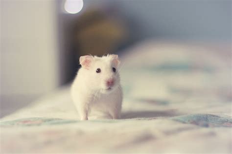 Share 55 Hamster Wallpapers Best Incdgdbentre