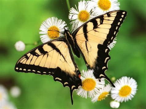 Beautiful Butterflies Butterflies Wallpaper 9481683 Fanpop