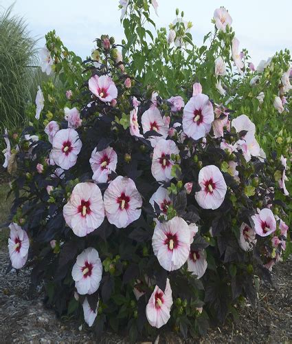 Hibiscus Moscheutos Summerific® ‘perfect Storm Pp27880 North Coast Perennials