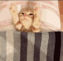 GIF Y Z Serii Cat Bed Tenor