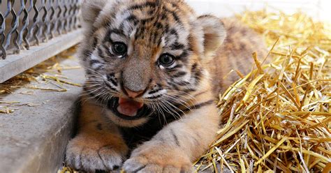 Tigon Cubs Baby Animal Zoo