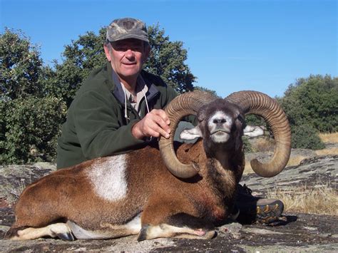 4 Day Mouflon Sheep Hunt In Spain With Espacaza Spain Is Open For