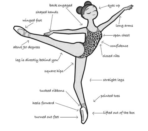 9 Basic Ballet Terms And Benefits — Ballet Body Sculpture Ballet Terms