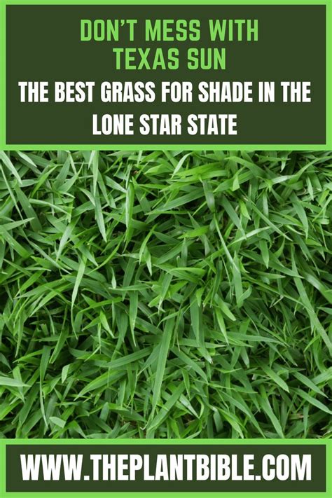 The Best Grass For Shade In Texas